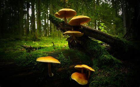 Download Macro Nature Mushroom 4k Ultra HD Wallpaper