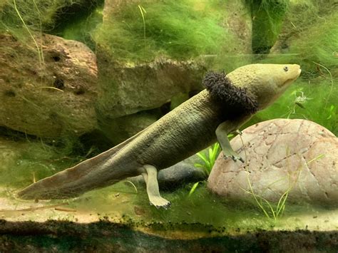 Lake Patzcuaro Salamander at London Zoo (2019) - ZooChat