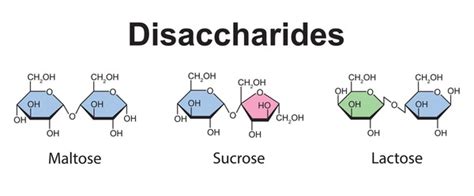 Disaccharide Royalty-Free Images, Stock Photos & Pictures | Shutterstock