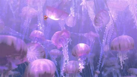 Jellyfish Wallpaper Hd Print