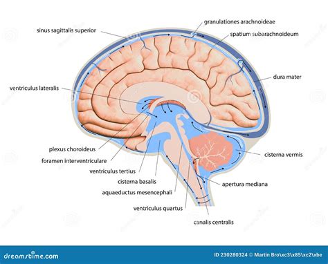 Diagram Illustrating Cerebrospinal Fluid CSF in the Brain Central Nervous System. Brain ...