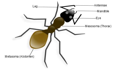 Ant Anatomy Diagram | Ants, Ant diagram, Anatomy