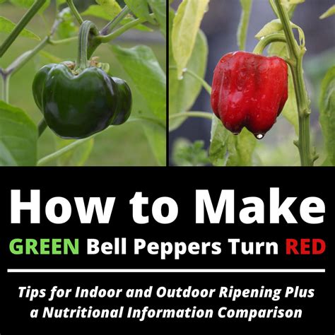 How to Get a Green Bell Pepper to Turn Red - Dengarden