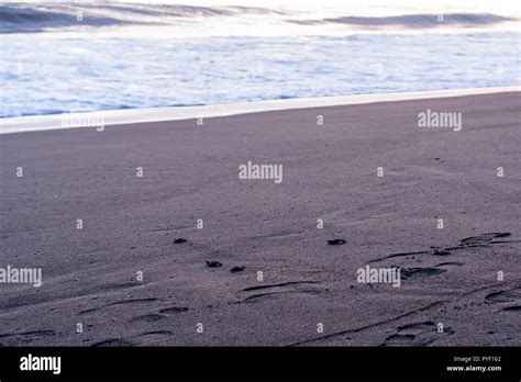 turtle rescue in Monterrico Guatemala Stock Photo - Alamy