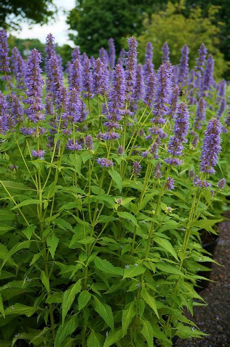 Agastache 'Blue Fortune', sterke plant, ruikt naar drop, wordt daarom ...