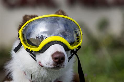 Dog Goggles for Hunting - 5 Best Goggles for Working Dogs