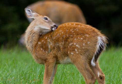 Whitetail Deer Fawn stock photo. Image of odocoileus - 45218920