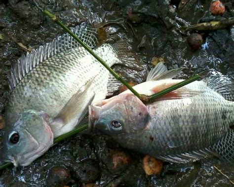 18+ Mancing Ikan Nila, Konsep Terkini!