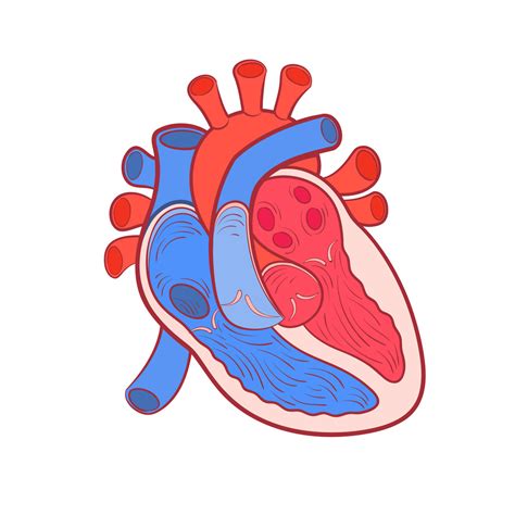 Heart Diagram Diagram | Quizlet