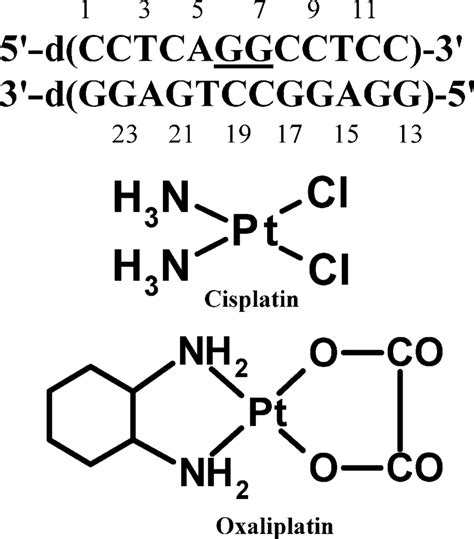 Duplex DNA sequence used in this study. The underlined bases show the... | Download Scientific ...