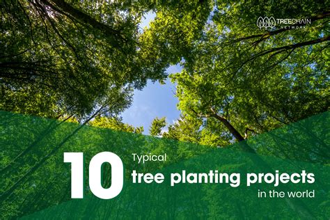 10 typical tree planting projects in the world | by TREECHAIN NETWORK | Medium