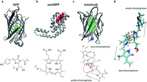 What Is A Fluorescent Protein