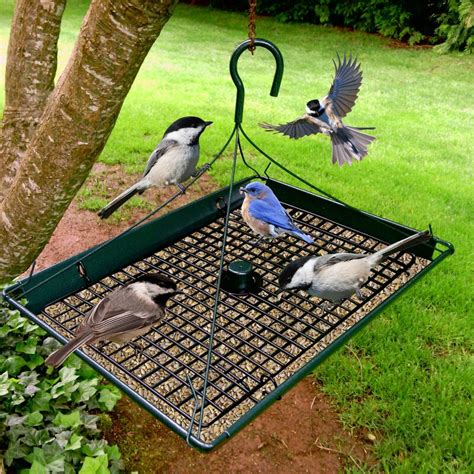 Zenport Platform Tray Bird Feeder & Reviews | Wayfair