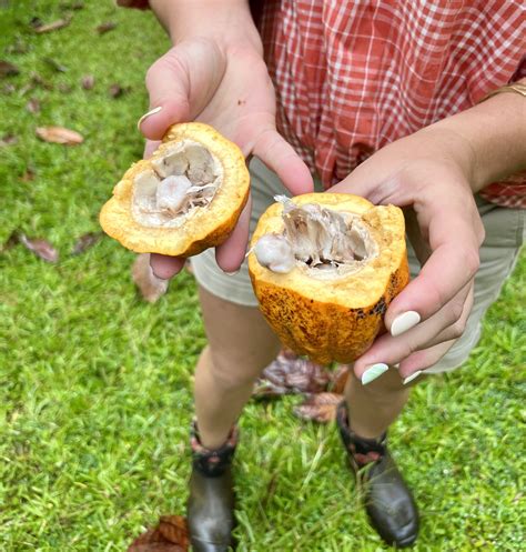 Tour the Tropical Fruit Farm at Rainbow Falls - Hawaii Magazine