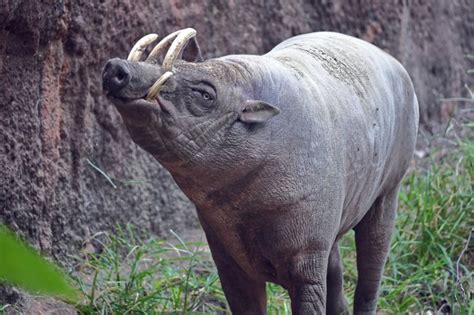 15 Brilliant Babirusa Facts - Fact Animal