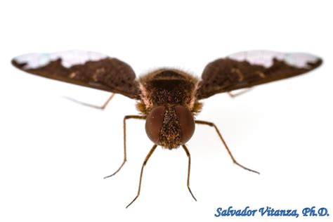 Diptera-Bombyliidae-Hemipenthes jaennickeana-Bee Flies (C) - Urban Programs - El Paso County