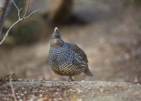 Types of Quail Breeds That Are Ideal for New Poultry Keepers