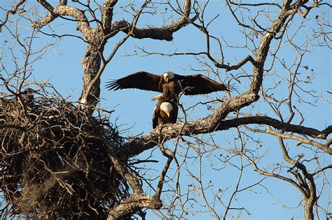 Bald Eagles Mating Photograph by Roy Williams - Pixels