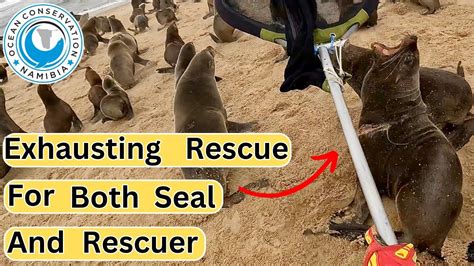 Exhausting Rescue For Both Seal And Rescuer - YouTube