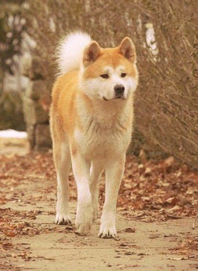 Pin by kukushka on favorite movies and TV serials | Akita dog, Japanese ...