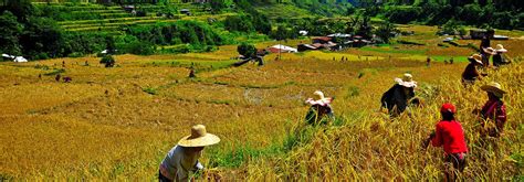 Philippine DA and IRRI launch legacy site on 2016-2021 collaborations | International Rice ...