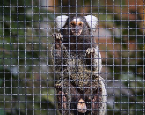 Animal Common Marmoset Mammal - Free photo on Pixabay - Pixabay