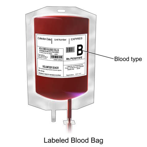 File:Blausen 0086 Blood Bag.png - Wikimedia Commons