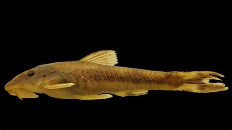 Long-snouted Amazonian catfishes including three new species to form a new genus | Pensoft blog