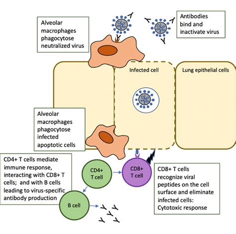 What is the role of T cells in COVID-19 infection? Why immunity is about more than antibodies ...