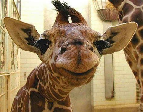 Baby giraffe | Happy animals, Cute animals, Smiling animals