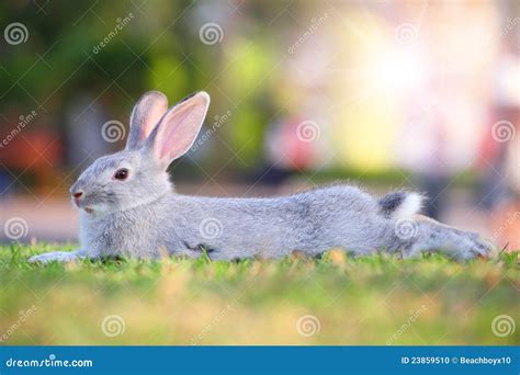 Gray rabbit. stock photo. Image of furry, environment - 23859510