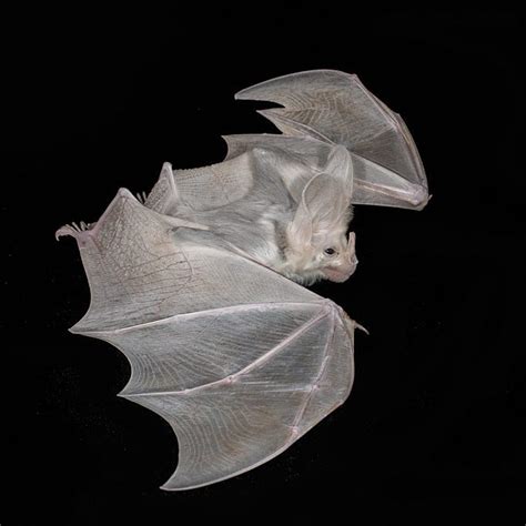 The Ghost Bat is the only Australian bat that preys on larger ...