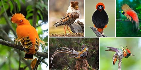 14 Unknown Paradise Birds Which are Really Exist in the world