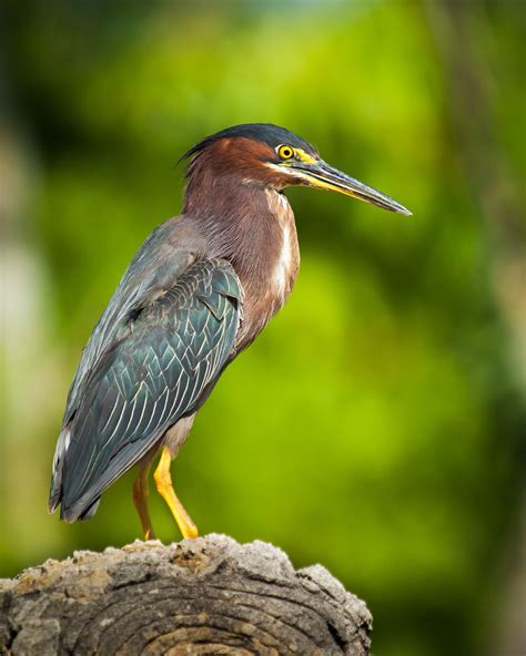 Green Heron | Green heron, Beautiful birds, Pet birds