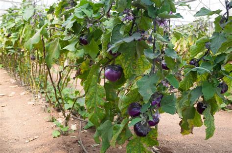 How to Plant Eggplants in Your Garden (Tricks to Care!)