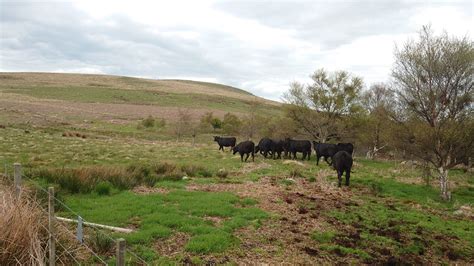 See Our Cattle in Their Natural Habitat - Independent Hostels