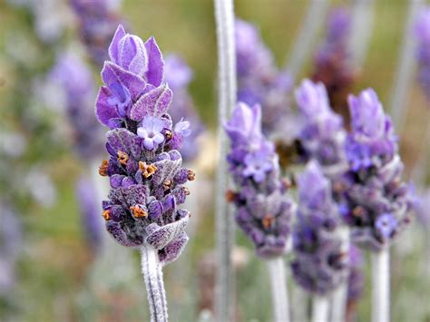 LAVANDA, UN AROMA EXCELENTE - Blog Patricia López Diseño Floral