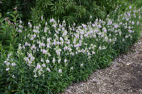 Obedient Plant (Physostegia virginiana) in Denver Centennial Littleton ...