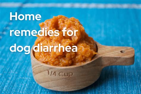 Common Home Remedies For Dog Diarrhea - Dog Diarrhea Remedy