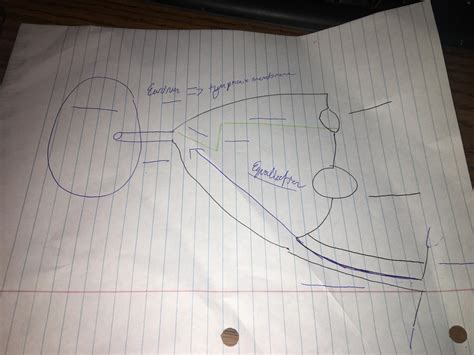 hearing Diagram | Quizlet