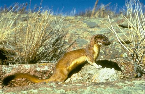 Long-tailed Weasel - Mustela frenata - NatureWorks