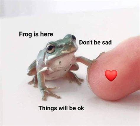 34 Fantastic Frog Memes For Amphibian Enthusiasts - Memebase - Funny Memes Cute Little Animals ...
