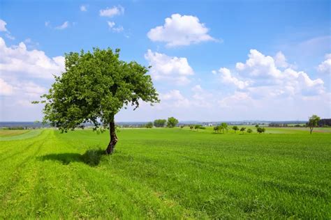 Verdes llanuras fotos de stock, imágenes de Verdes llanuras sin royalties | Depositphotos