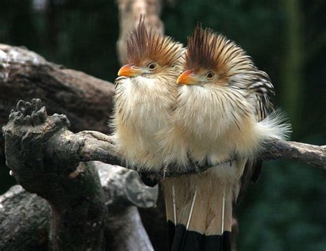 The Pantanal Safari: Spotlight on a Unique Bird: the Guira Cuckoo