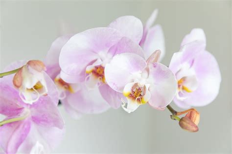 Phalaenopsis Orchid - campestre.al.gov.br