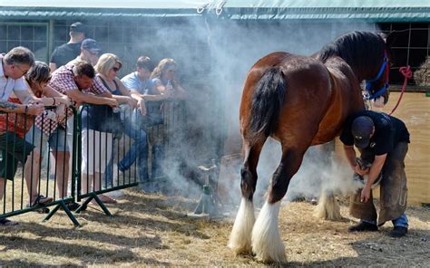 New attractions introduced for the 2020 National Shire Horse Show | Perfect 10 PR