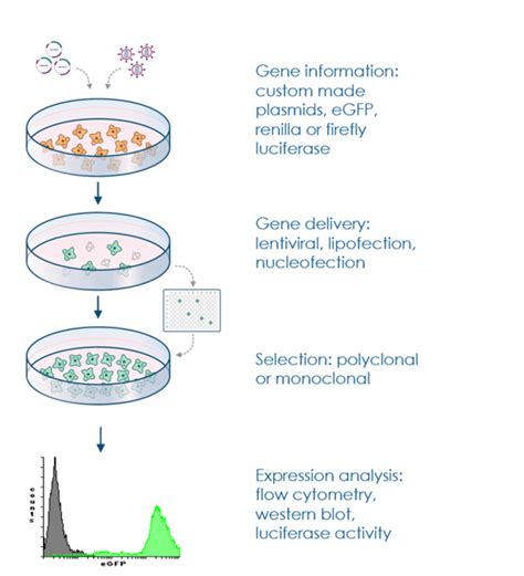 Creating Stable Cell Lines: Step-by-Step Protocol, Applications, and FAQs