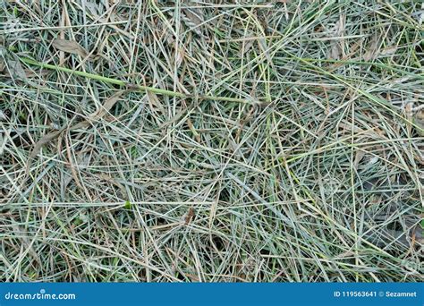 Mown Grass Hay Texture Background Stock Image - Image of abstract, chamfered: 119563641