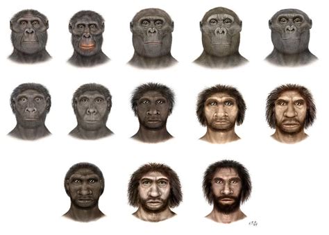 Hominidae | Evolutie van de mens, Evolutie, Geschiedenis