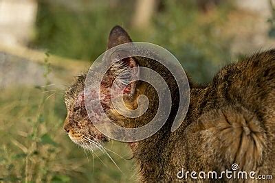 An European Cat With Notoedric Mange, Also Known As Feline Scabies ...